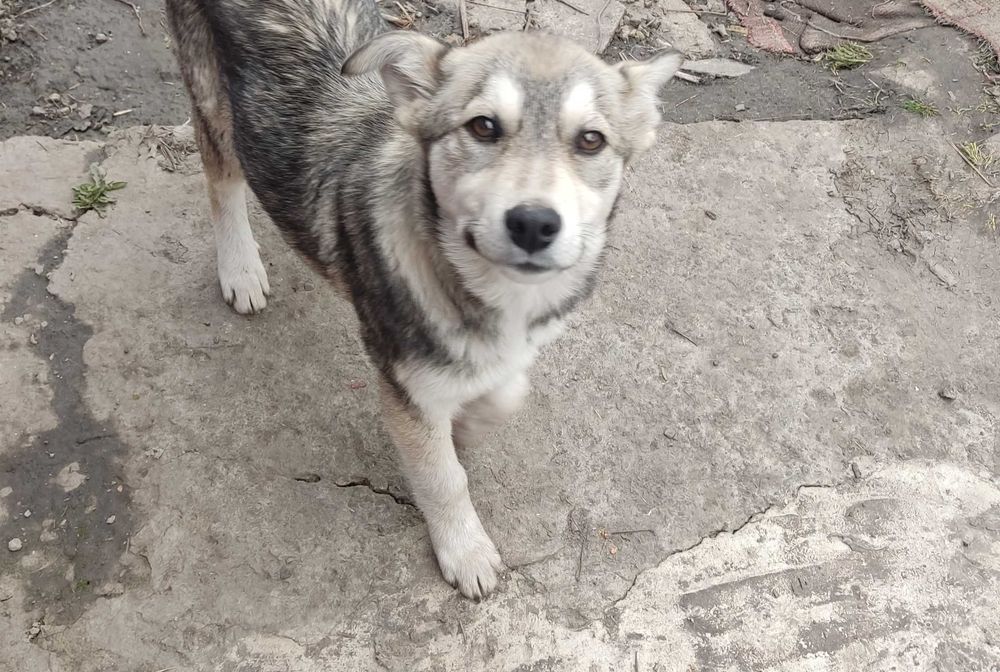 Цуценята в хороші руки