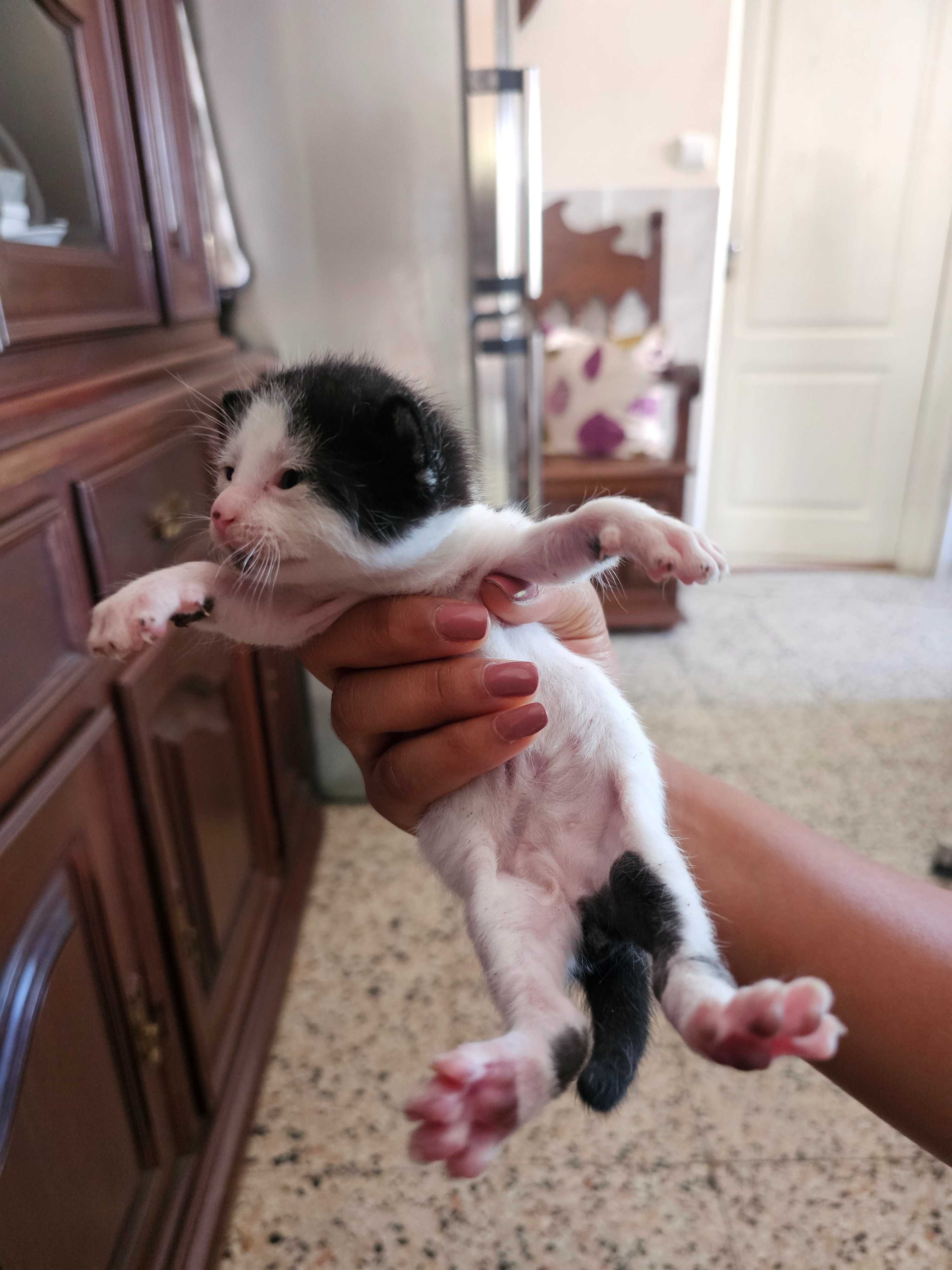 Gatinhos bebés recém nascidos