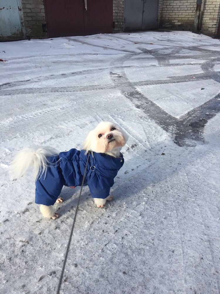 В‘язка мальтезе міні