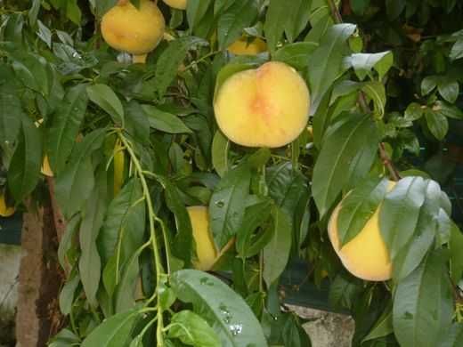 Pessegueiro que dá pêssegos completamente AMARELOS, anão para vaso
