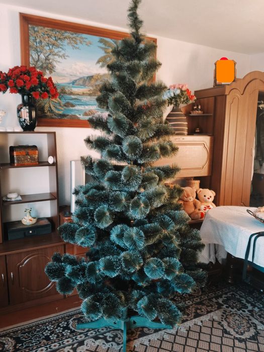 Продам ялинку 2.30 м висоти