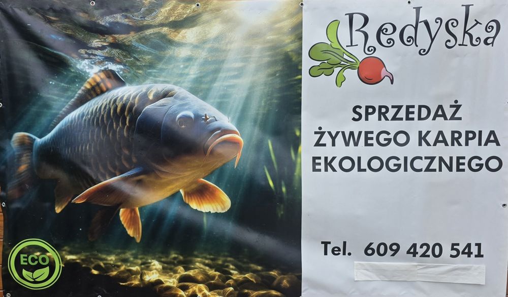 Karp Milicki z Doliny Baryczy