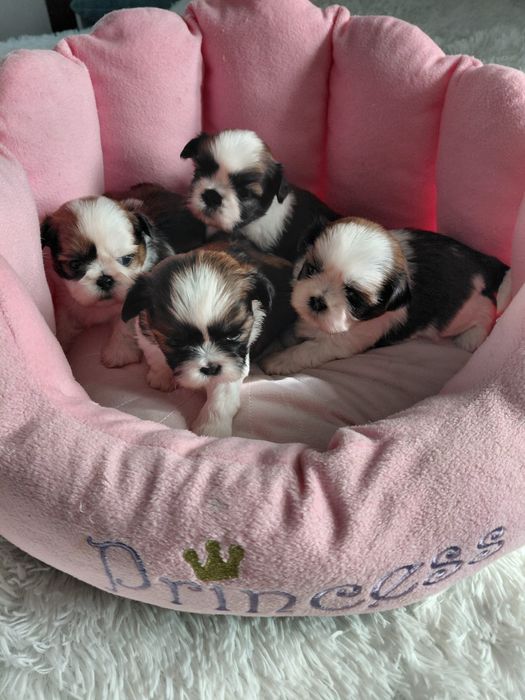 Shih Tzu suczki tricolor – gotowe do rezerwacji