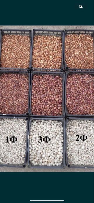 Цибуля- сівок, сіянка, арбаж, арбажейка, лук севок.