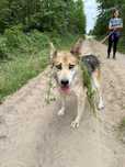 Piękna Sanza w typie husky do adopcji!