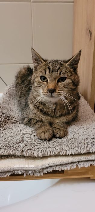 Piękna kotka i przystojny kocurek szukają kochającego domu