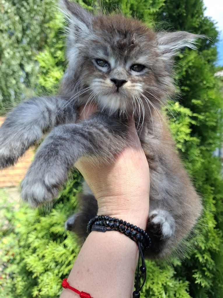 Maine Coon śliczna koteczka