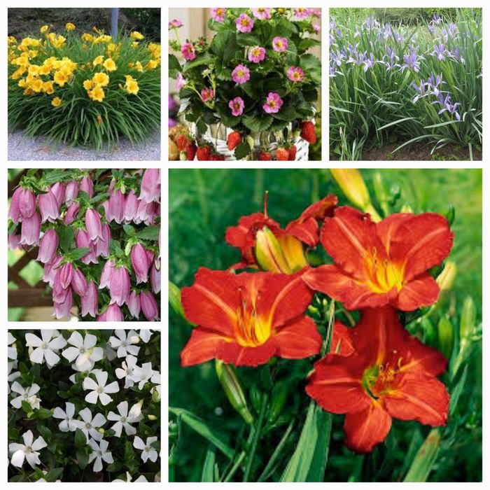 Хосты, Клематисы, морозники императа, мискантусы.и др.  многолетники