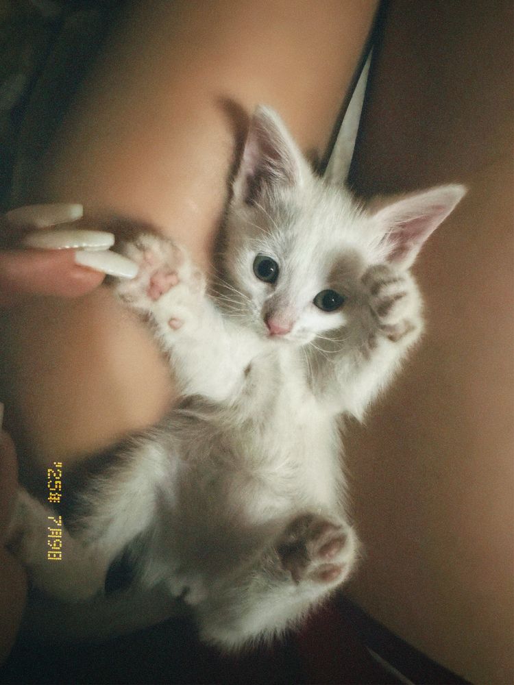 Котенок турецкой ангоры