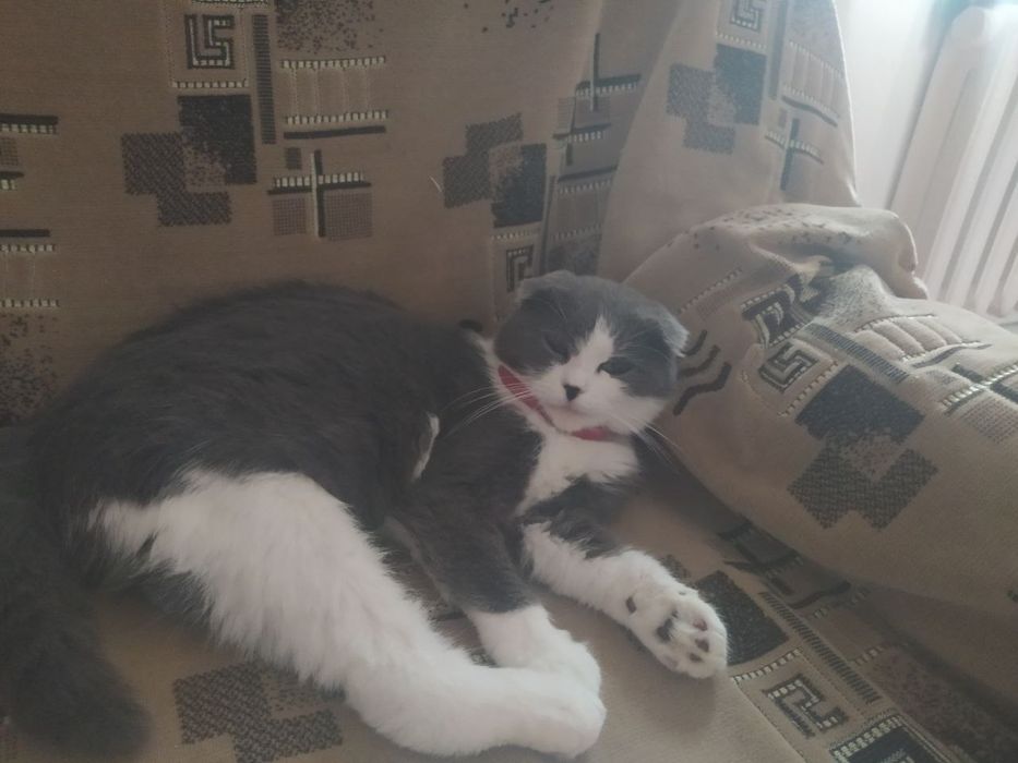 Віддам у добрі руки кішечку. Безкоштовно