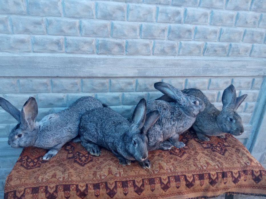 Кролі (самці і самки).