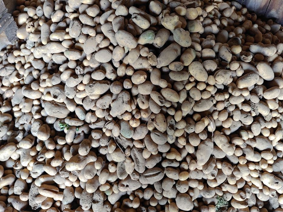 Ziemniak paszowy na skarmienie.