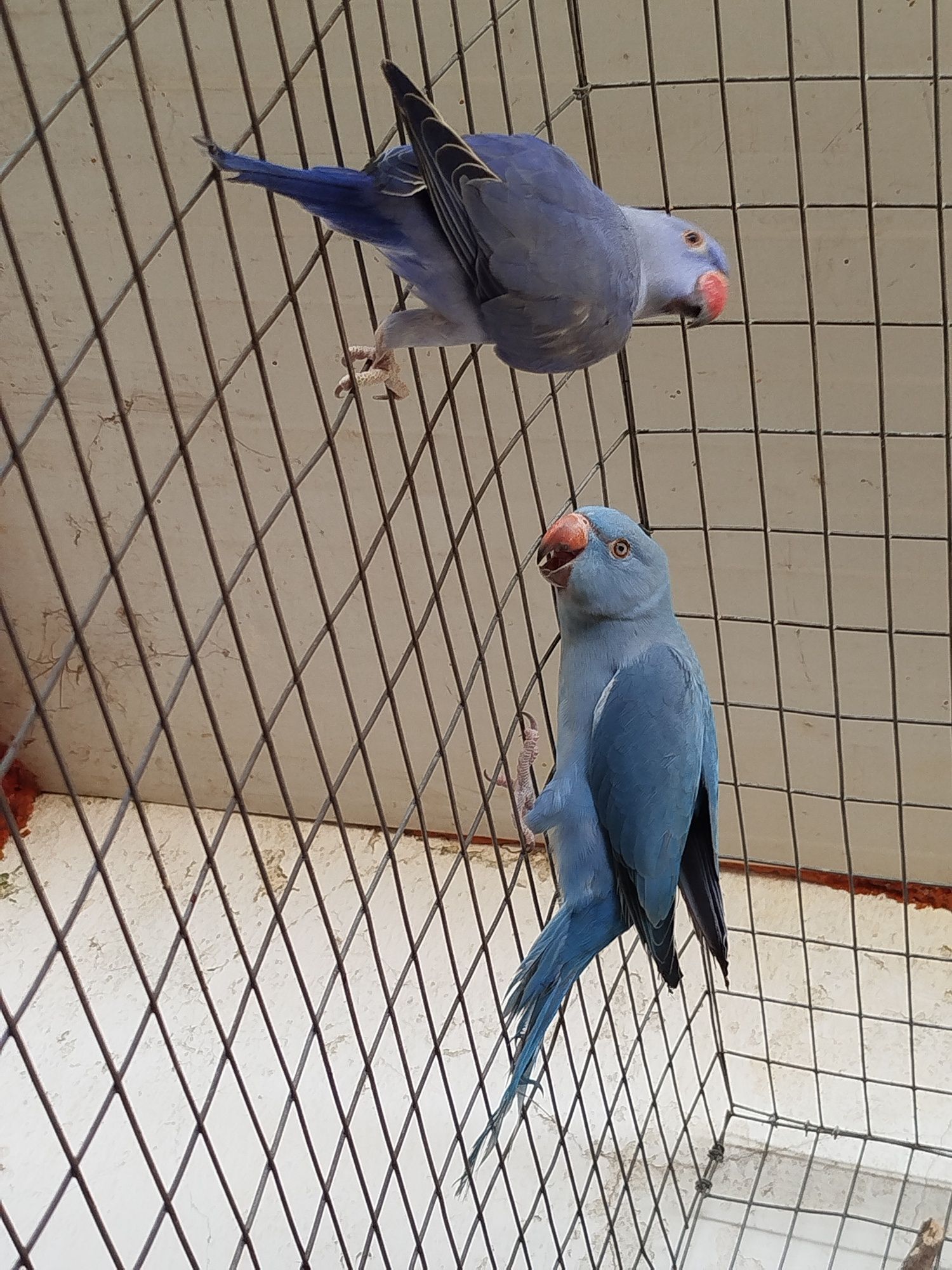 Casal Ring  Necks