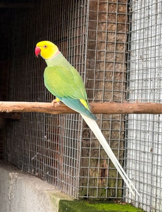 Ring Neck Azul Turquesa Cc