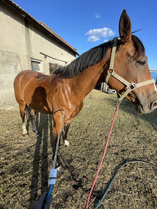 6 letnia klacz SP