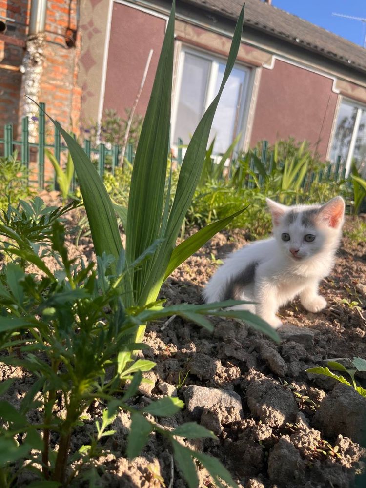 Віддам кошенят в добрі руки