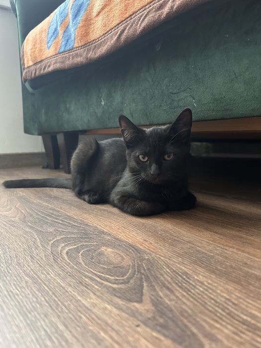 Piekna kicia do pilnej adopcji!