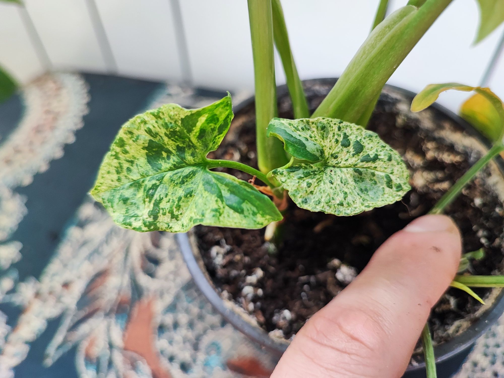 Syngonium mottled mohito rosnąca sadzonka