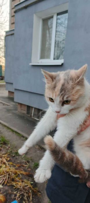 Віддам в добрі руки кішечку.