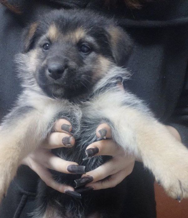 Цуценята щенки хлопчик дівчинка