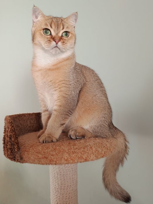 Британський короткошерстий хлопчик, кошеня, котик