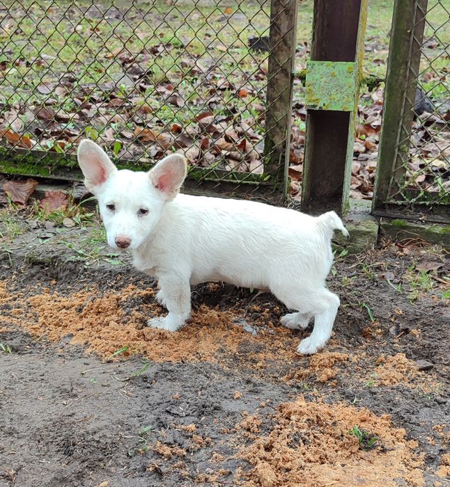Цуценята, песики в добрі руки