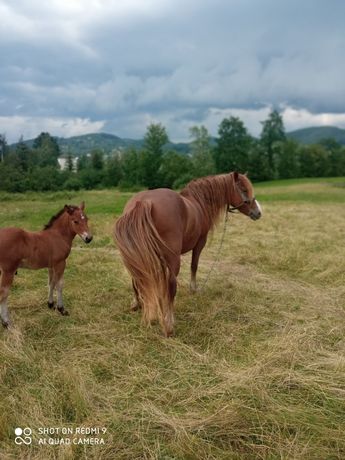 Продам кобилу з лошам