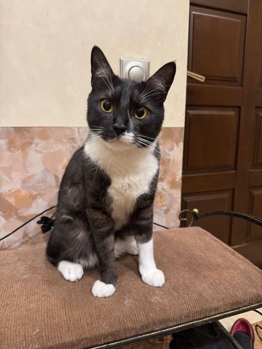 Віддамо котика один рік