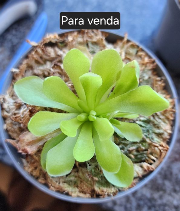 Pinguicula ehlersiae (planta carnivora mexicana)