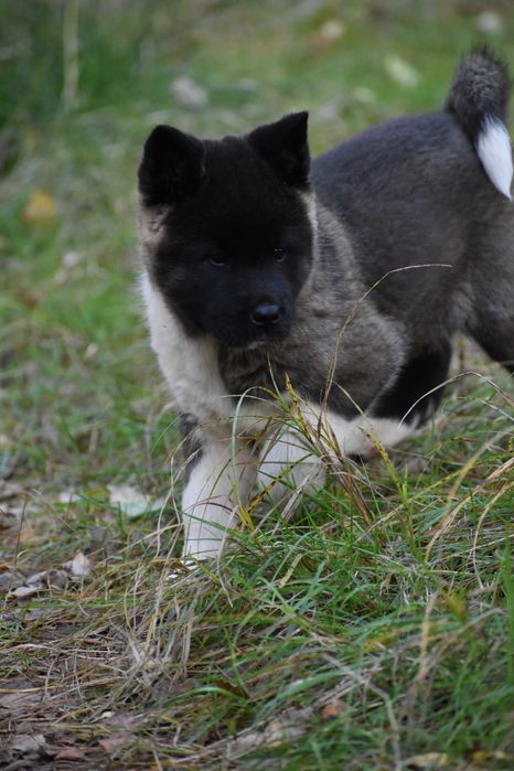 Akita amerykańska, Akity Amerykańskie - suczka ZKwP/FCI