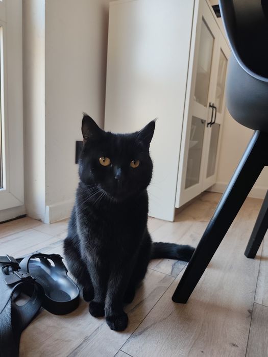 PILNE!!! Oddam koty w dobre rece PILNE!!!