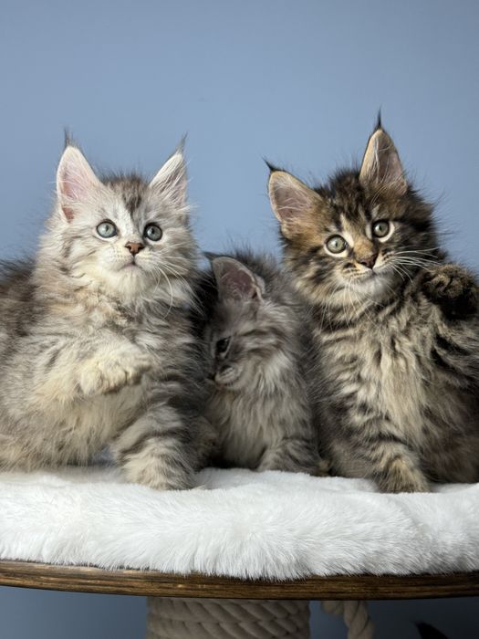 Котята медвежата мейн кун крупная линия 1.5 месяца девочки