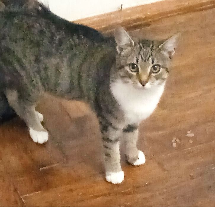 Кицькі стерелізовані пів року