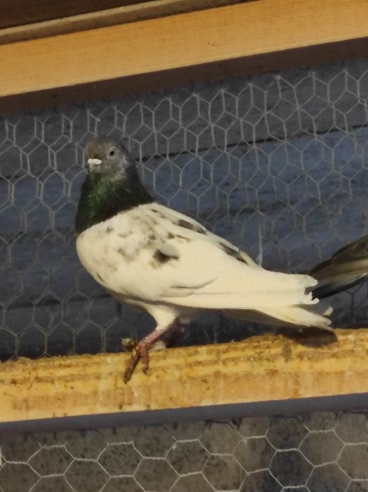 Winerki/murzyny/tiplery/łyski/budapeszty świetne na mamki