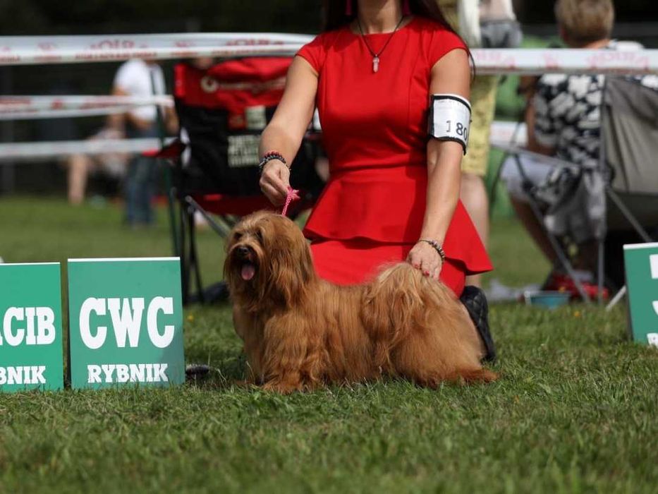 Hawańczyk piesek z rodowodem ZKwP /FCI