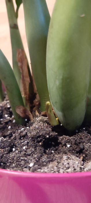 Zamiokulkas zamioculcas