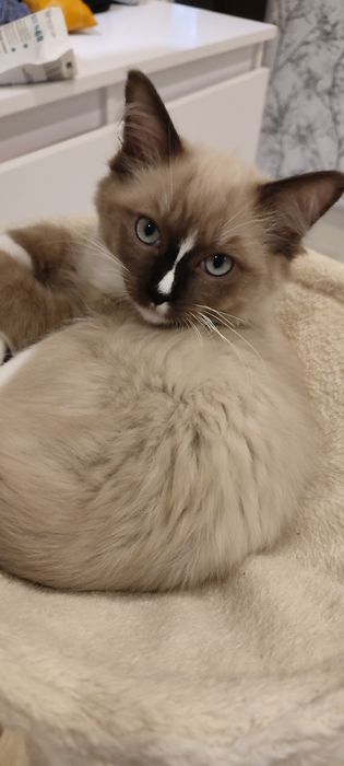 Ragdoll Cherubin Mink kotek rodowód  TICA