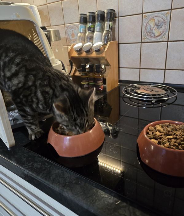 Kotek z ulicy do adapcji