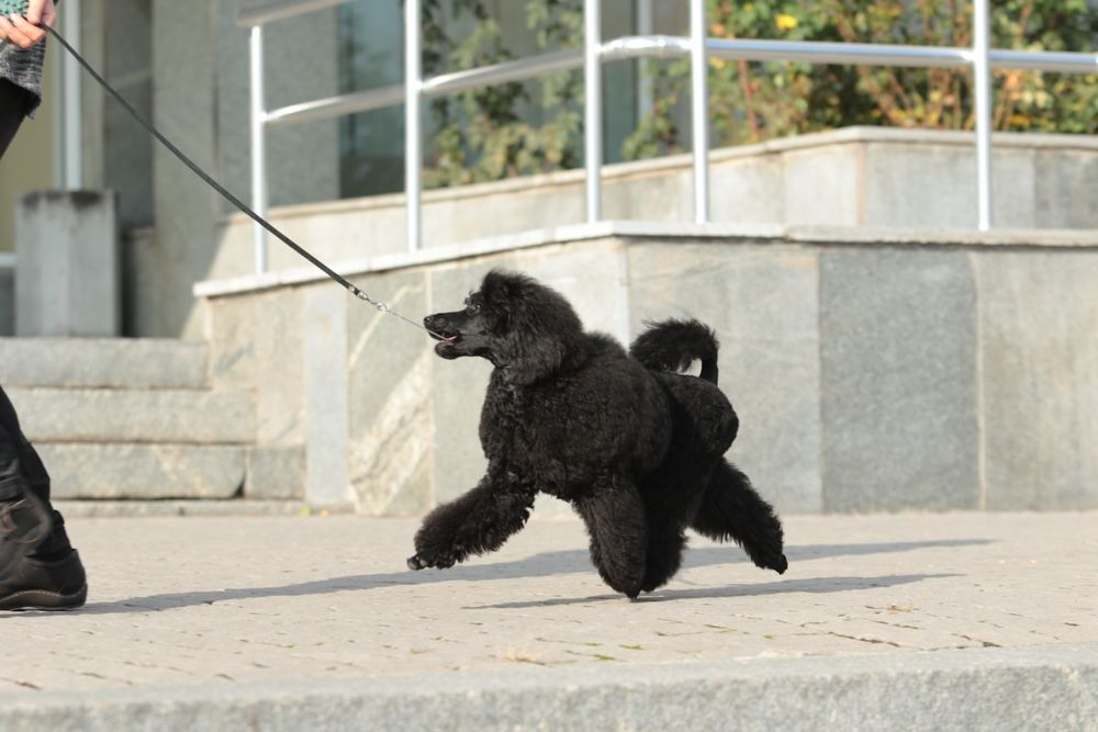 Стрижка собак и кошек