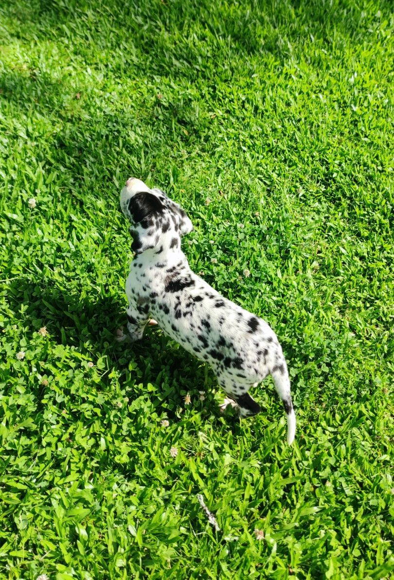 Dogue Alemão Arlequim macho (olho azul e verde)
