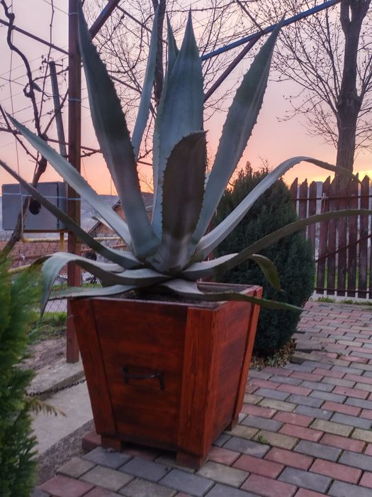 Квітка  Агава  .