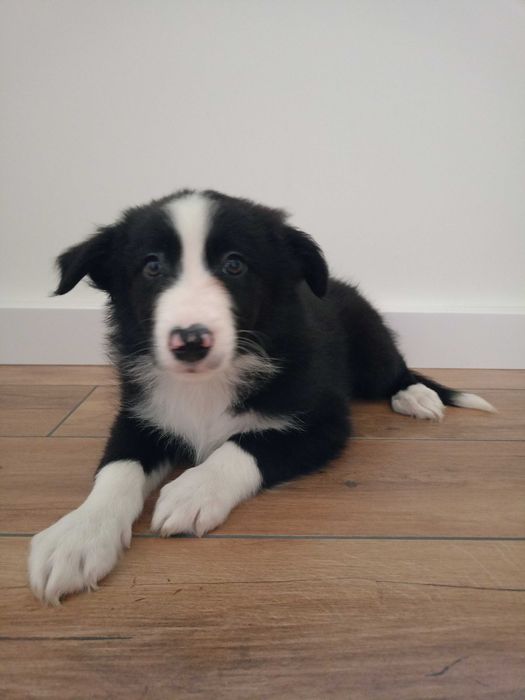 Border Collie piesek