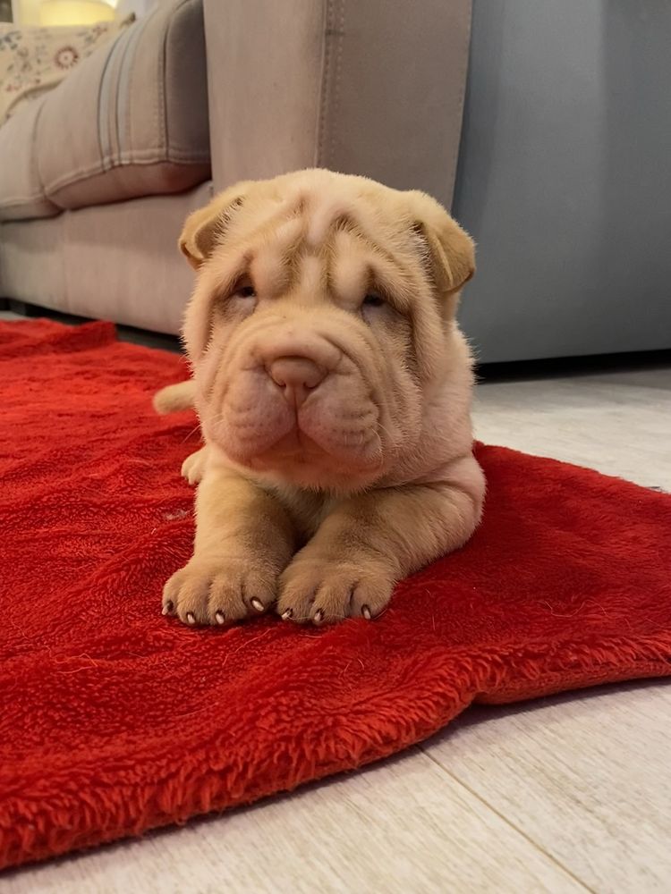 Cachorro Shar Pei