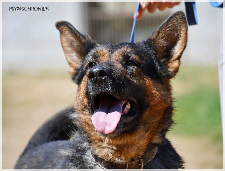 Loren – bardzo pro-ludzka sunia do adopcji