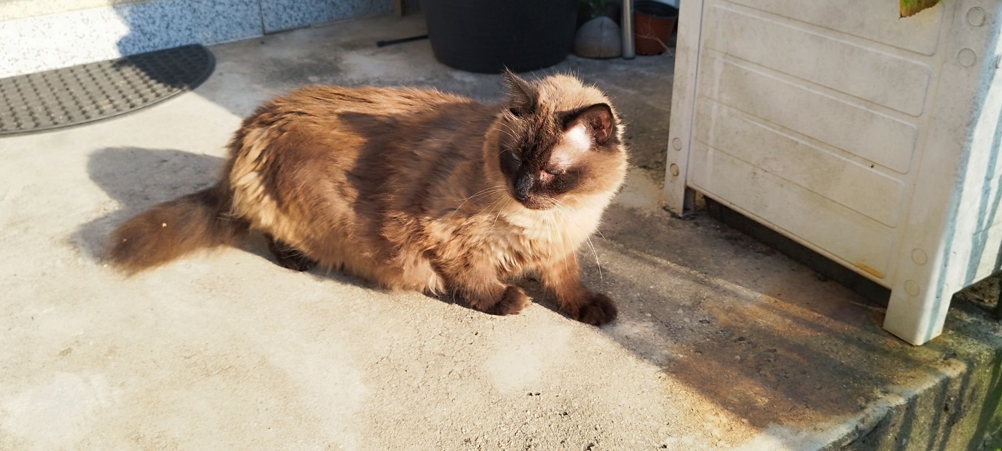 Gato castrado siamês adulto
