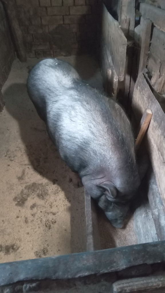 Продам свиню в'єтнамської породи