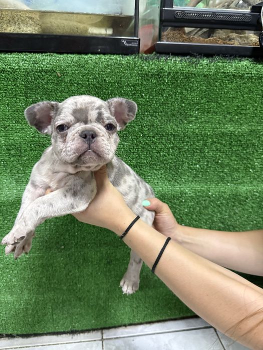 Bulldog francês blus merle olhos azuis