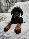 * Doberman Europejski * Suczka * Neverland Ranch Kennel *