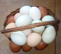 Jajka od kurek szczęśliwych i wolno drapiących