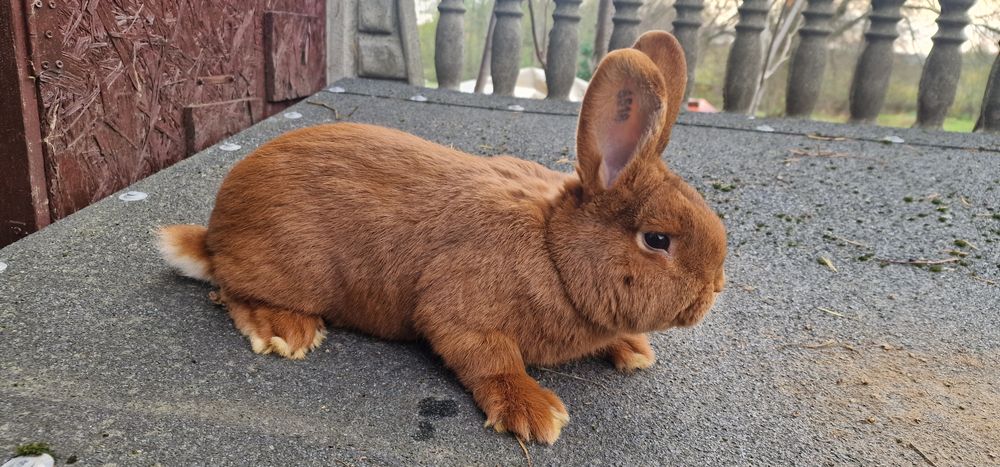 Nowozelandzki czerwony samiec z rodowodem króliki nowozelandzkie